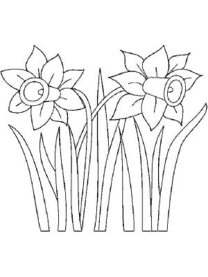 Nergis boyama sayfası,  coloring page, Bedava Nergis, 