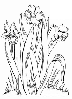 Nergis boyama sayfası,  coloring page, Güzel Nergisler Ücretsiz, 