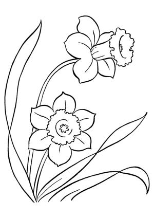 Nergis boyama sayfası,  coloring page, Two Daffodils, 