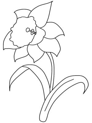 Nergis boyama sayfası,  coloring page, Basit Nergis, 