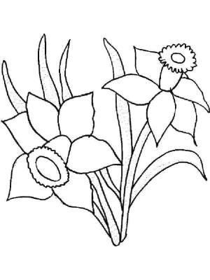 Nergis boyama sayfası,  coloring page, Mükemmel Nergisler, 