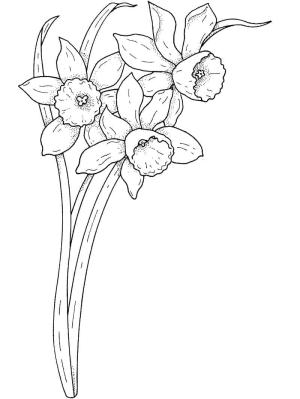 Nergis boyama sayfası,  coloring page, Nergis Ücretsiz, 