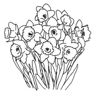 Nergis boyama sayfası,  coloring page, Sarı Nergis, 