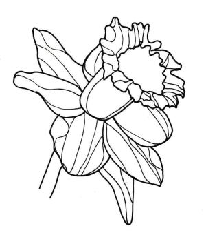 Nergis boyama sayfası,  coloring page, Güzel Nergis Ücretsiz, 