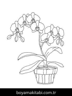 Orkide boyama sayfası – basit çizim, kolay boyama