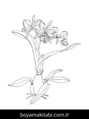 Orkide boyama sayfası – evde etkinlik, ücretsiz yazdır