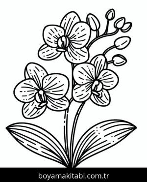 Orkide boyama sayfası – çocuk aktivitesi, PDF indir