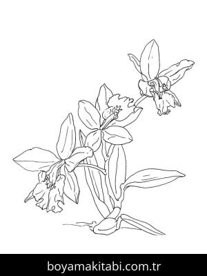 Orkide boyama sayfası – çizgi film temalı, basit çizim