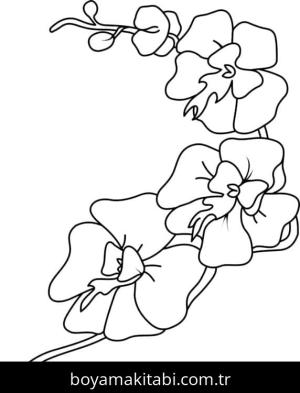 Orkide boyama sayfası – sanatsal çalışma, çocuklar için