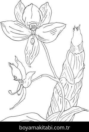 Orkide boyama sayfası – çizgi film temalı, basit çizim