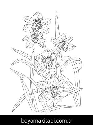 Orkide boyama sayfası – çocuk aktivitesi, PDF indir