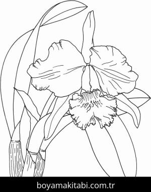 Orkide boyama sayfası – kolay boyama, eğitici aktivite