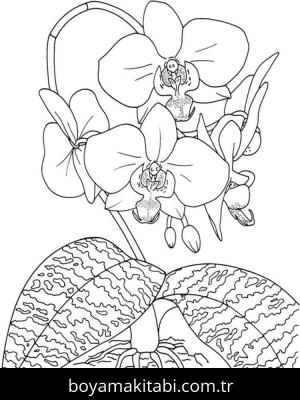 Orkide boyama sayfası – yaratıcılığı geliştirir, keyifli zaman