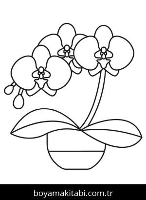 Orkide boyama sayfası – keyifli zaman, renkli çizimler