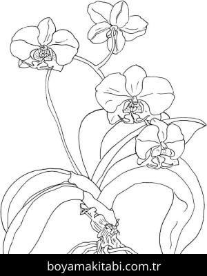 Orkide boyama sayfası – çocuk aktivitesi, PDF indir