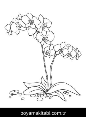 Orkide boyama sayfası – kolay boyama, eğitici aktivite