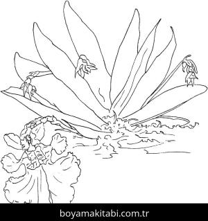 Orkide boyama sayfası – keyifli zaman, renkli çizimler