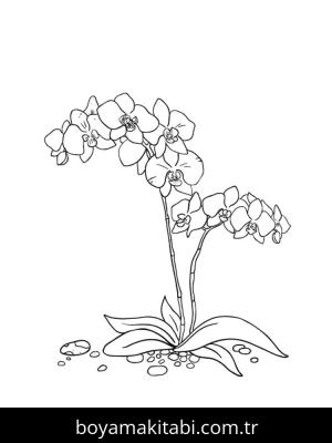 Orkide boyama sayfası – keyifli zaman, renkli çizimler