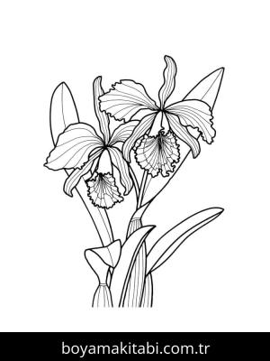Orkide boyama sayfası – boyama etkinliği, çocuk aktivitesi