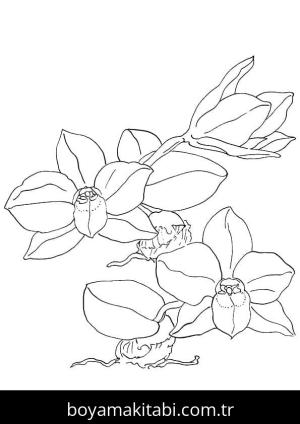 Orkide boyama sayfası – sanatsal çalışma, çocuklar için
