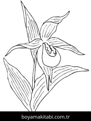 Orkide boyama sayfası – çocuklar için, çizgi film temalı