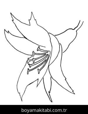 Orkide boyama sayfası – yaratıcılık, eğlenceli etkinlik