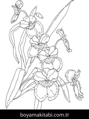 Orkide boyama sayfası – boyama etkinliği, çocuk aktivitesi