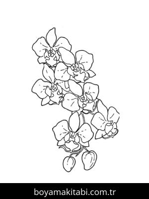 Orkide boyama sayfası – ücretsiz yazdır, boyama etkinliği