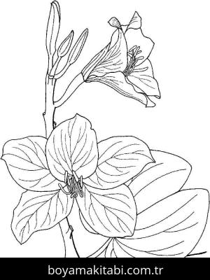 Orkide boyama sayfası – evde etkinlik, ücretsiz yazdır