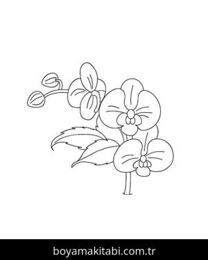 Orkide boyama sayfası – keyifli zaman, renkli çizimler