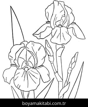 Orkide boyama sayfası – el becerilerini geliştirir, boyama çalışması