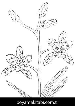 Orkide boyama sayfası – sanatsal çalışma, çocuklar için