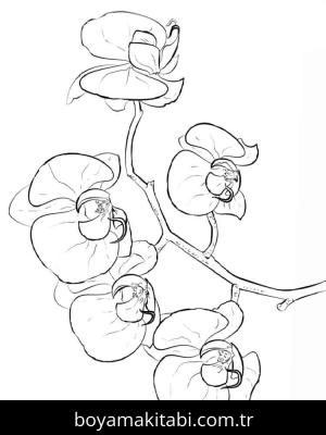 Orkide boyama sayfası – okul öncesi, evde etkinlik