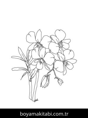 Orkide boyama sayfası – eğitici aktivite, yaratıcılık