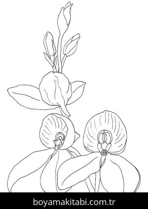 Orkide boyama sayfası – eğlenceli etkinlik, el becerilerini geliştirir
