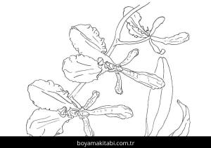 Orkide boyama sayfası – renkli çizimler, okul öncesi