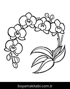 Orkide boyama sayfası – eğitici aktivite, yaratıcılık
