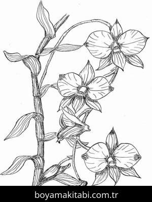 Orkide boyama sayfası – ücretsiz yazdır, boyama etkinliği