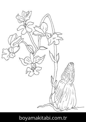 Orkide boyama sayfası – okul öncesi, evde etkinlik