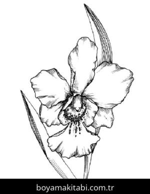 Orkide boyama sayfası – yaratıcılığı geliştirir, keyifli zaman