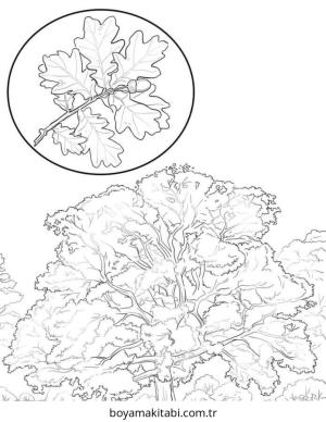 Orman boyama sayfası – el becerilerini geliştirir, boyama çalışması