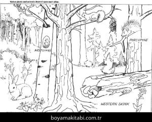 Orman boyama sayfası – sanatsal çalışma, çocuklar için