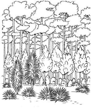 Orman boyama sayfası,  coloring page, ağaç türleri, 