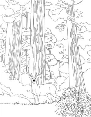 Orman boyama sayfası,  coloring page, Ormanın altında geyik, 