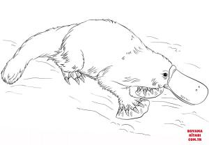 Ornitorenk boyama sayfası, Platypus coloring page, , platypus platypus 