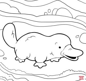 Ornitorenk boyama sayfası, Platypus coloring page, , platypus cute platypus 