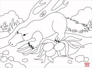 Ornitorenk boyama sayfası, Platypus coloring page, , platypus platypus 