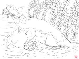 Ornitorenk boyama sayfası, Platypus coloring page, , platypus platypus 