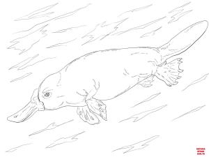 Ornitorenk boyama sayfası, Platypus coloring page, , platypus duck billed platypus swimming 