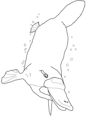 Ornitorenk boyama sayfası, Platypus coloring page, , platypus platypus swimming underwater 